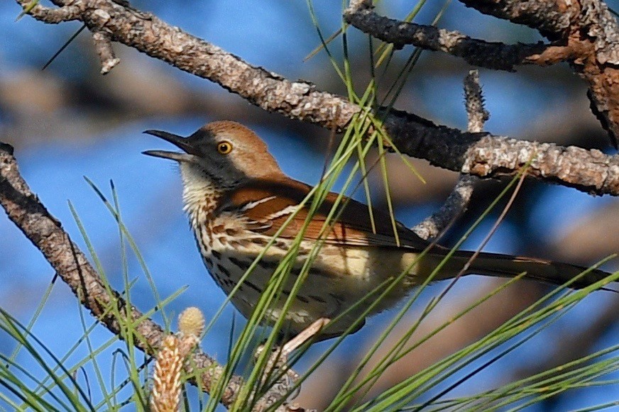 Brown Thrasher - barbara segal