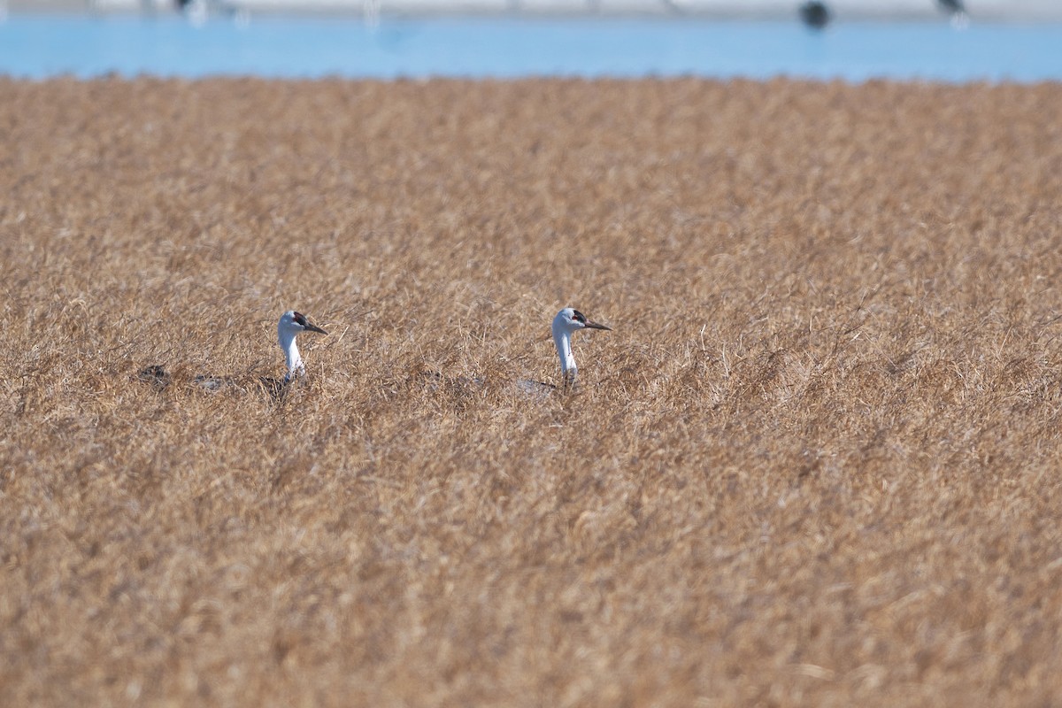 Hooded Crane - ML546323191