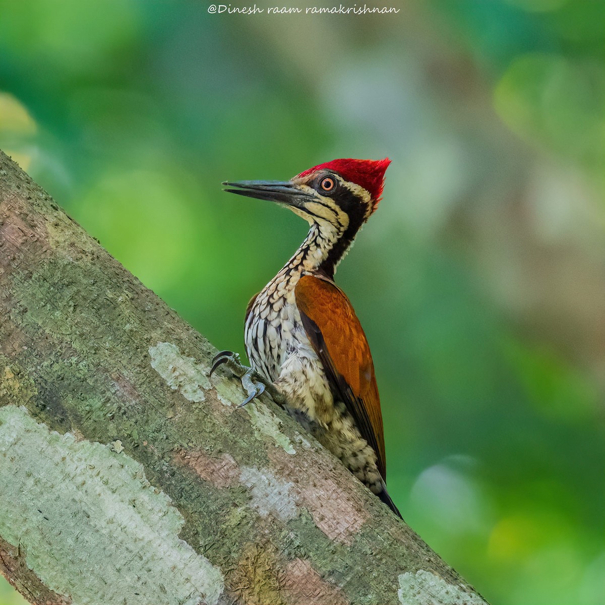 Malabar Flameback - ML546323271