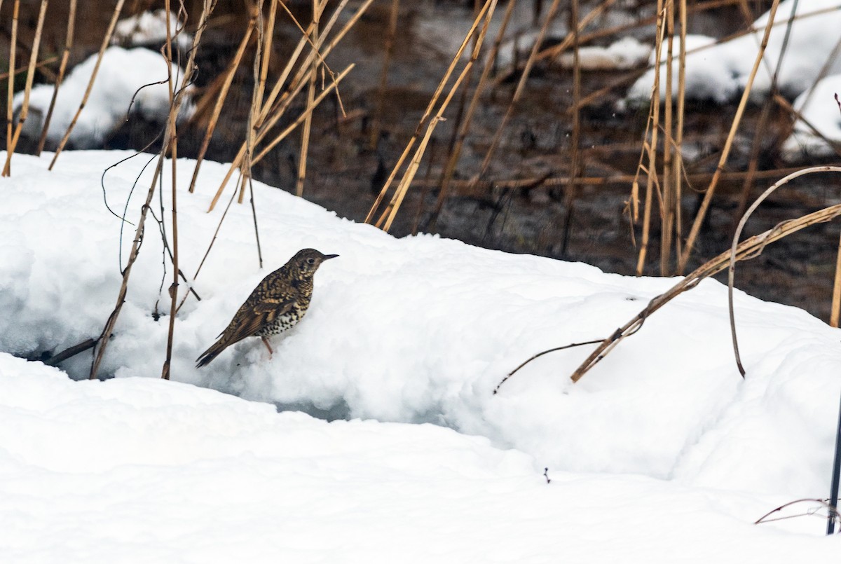 White's Thrush - Justin Peter