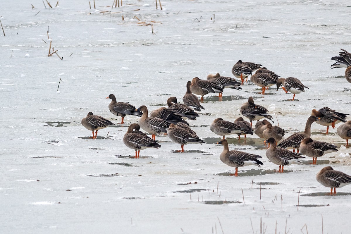 Taiga/Tundra Bean-Goose - Justin Peter