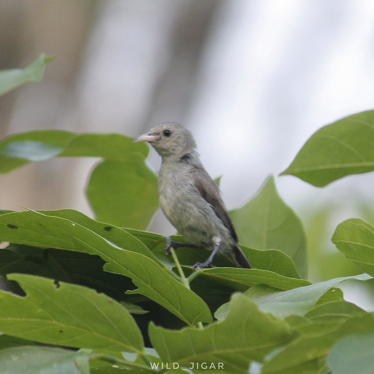 Pale-billed Flowerpecker - ML546326281