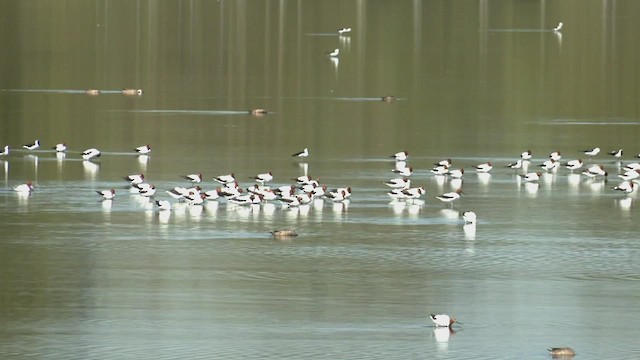 Avocette d'Australie - ML546326521