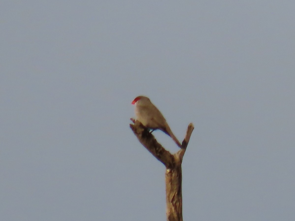 Common Waxbill - ML546327321