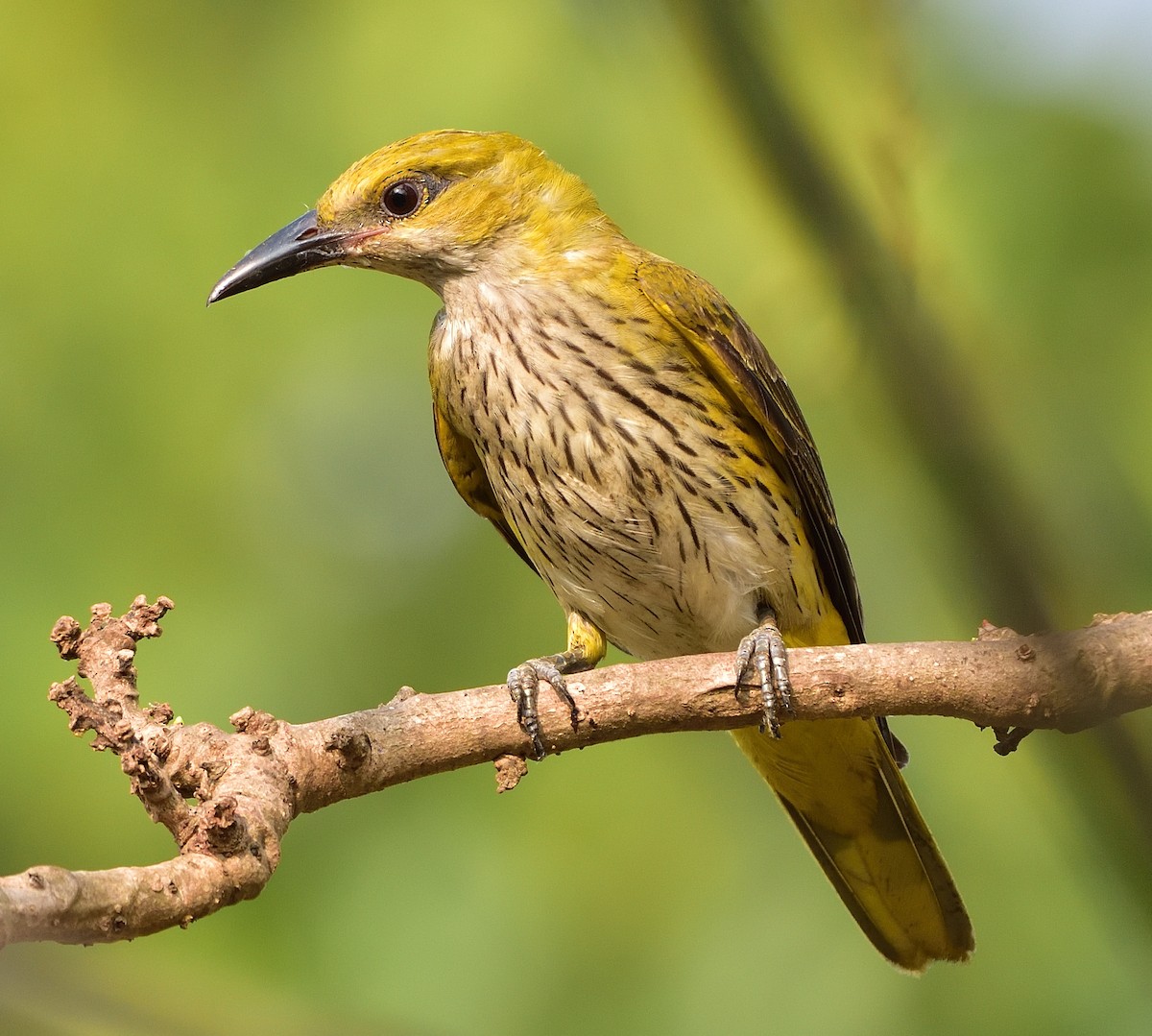 Indian Golden Oriole - Arun Prabhu