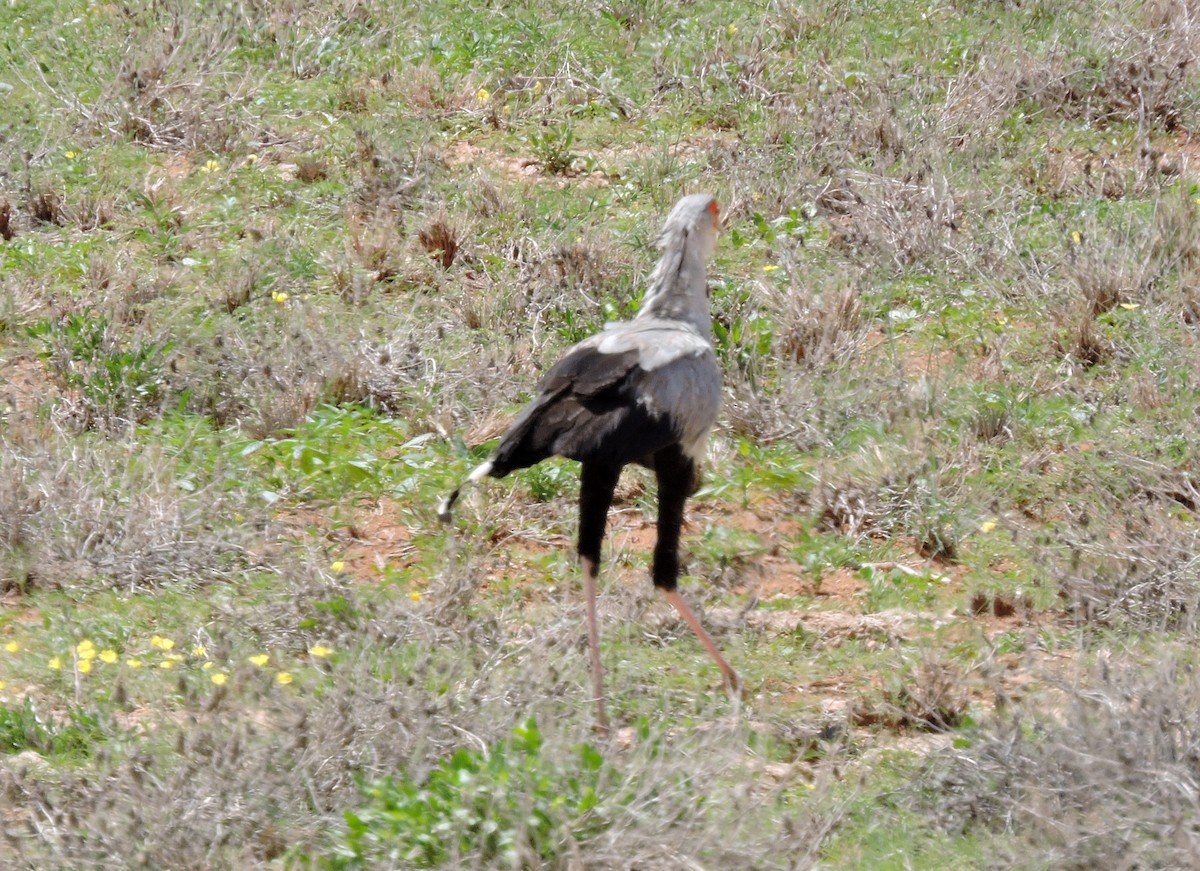 Secretarybird - ML54632831