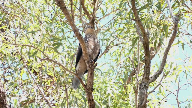 Whistling Kite - ML546328511