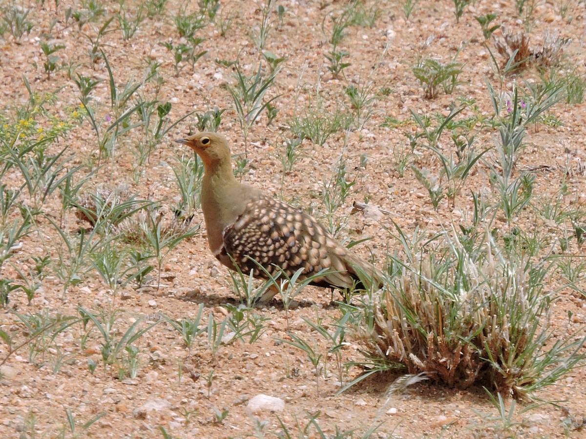 Namaqua Sandgrouse - ML54632891