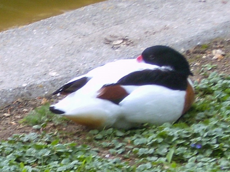 Common Shelduck - ML546329131