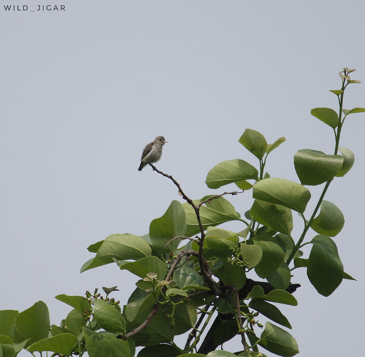 Pale-billed Flowerpecker - ML546329321