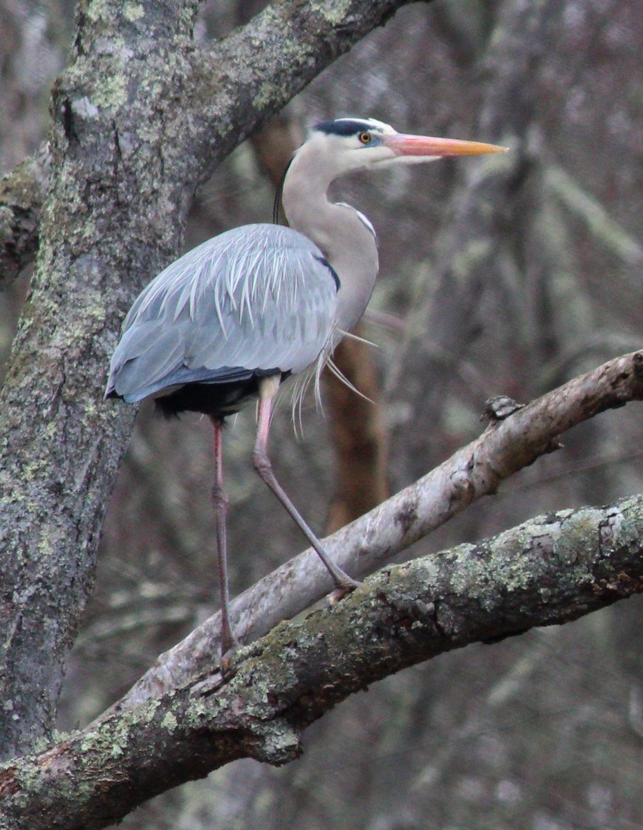 Great Blue Heron - Jessica Bishop