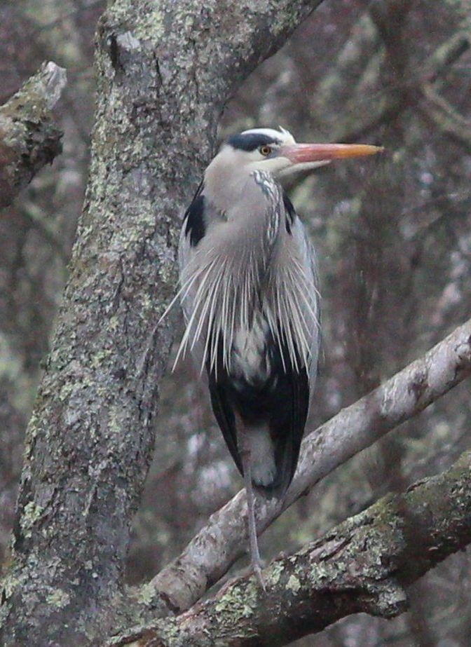 Great Blue Heron - ML546329581