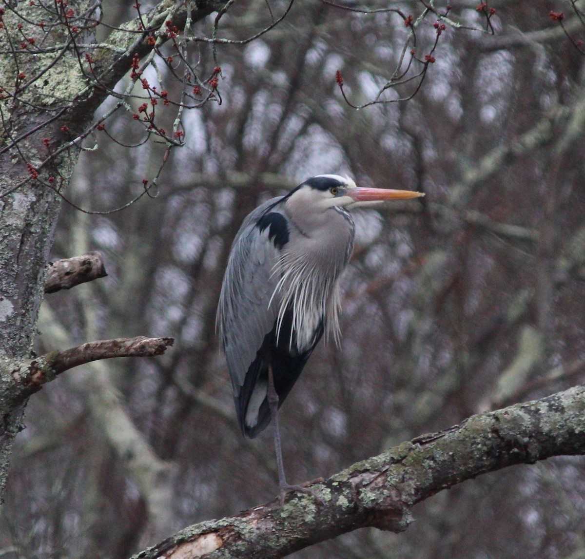 Great Blue Heron - ML546329591