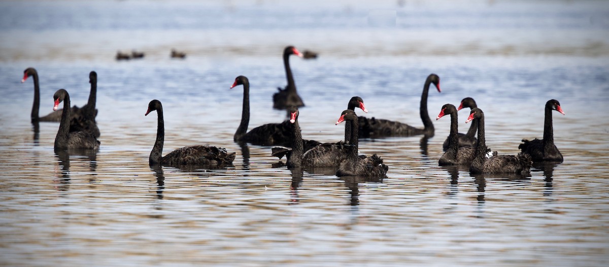 Black Swan - ML546331781