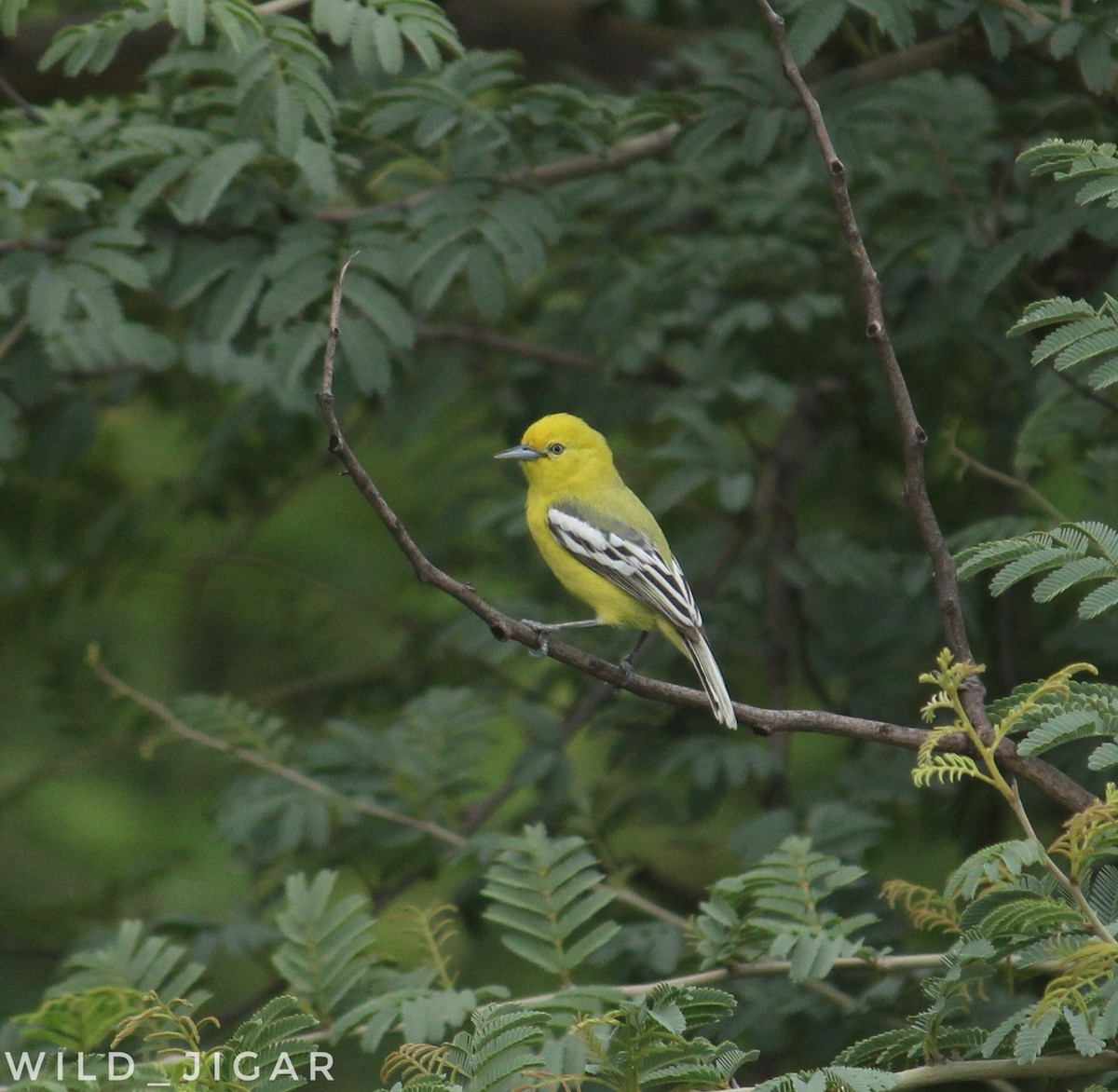 White-tailed Iora - ML546331961