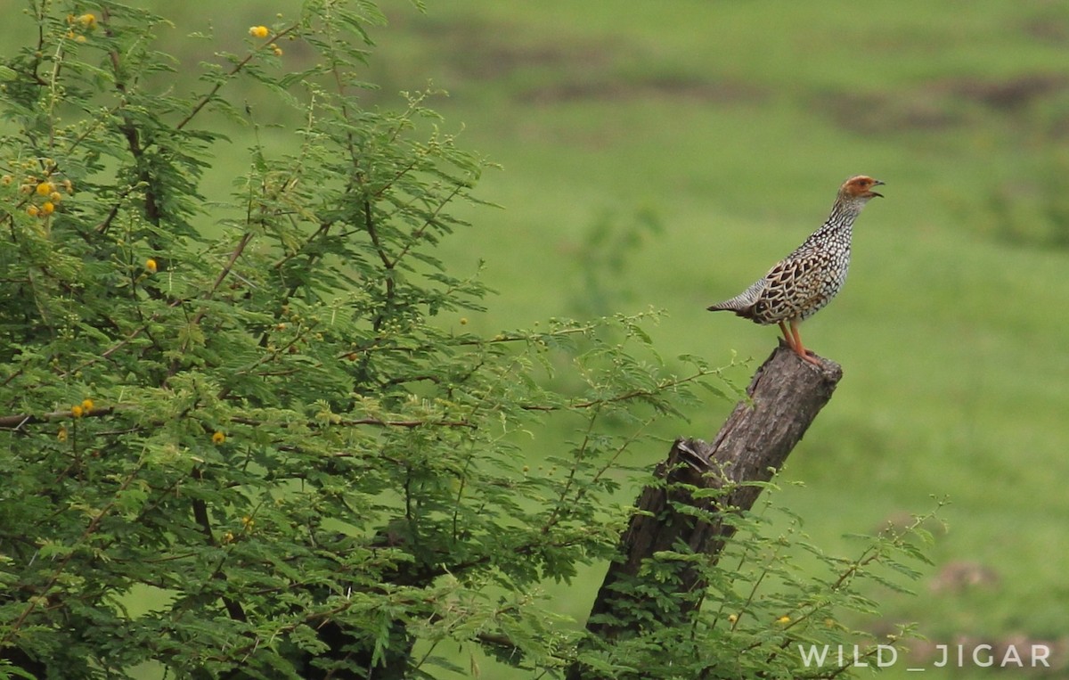 Painted Francolin - Jigar Vakani