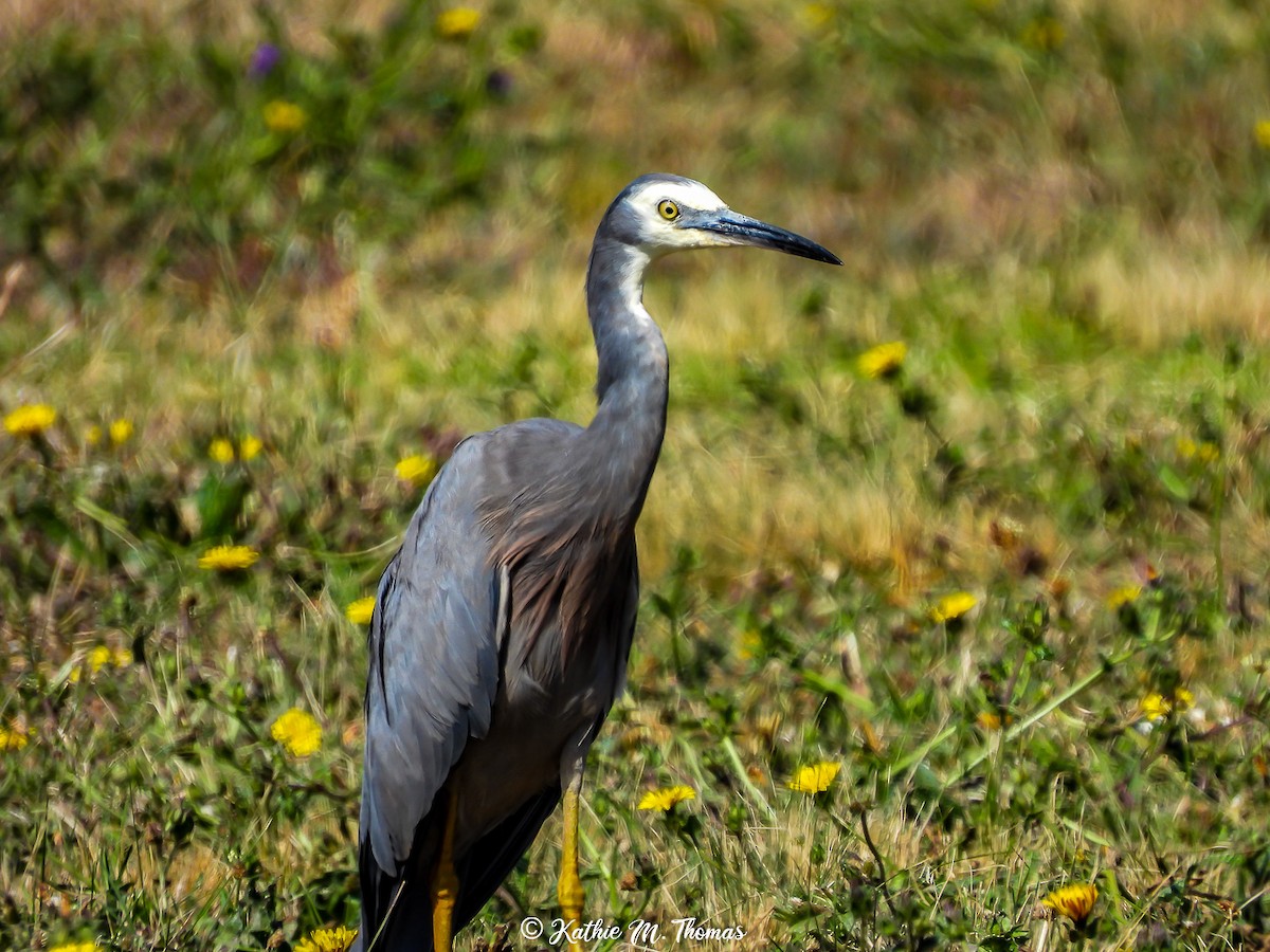 White-faced Heron - ML546332121