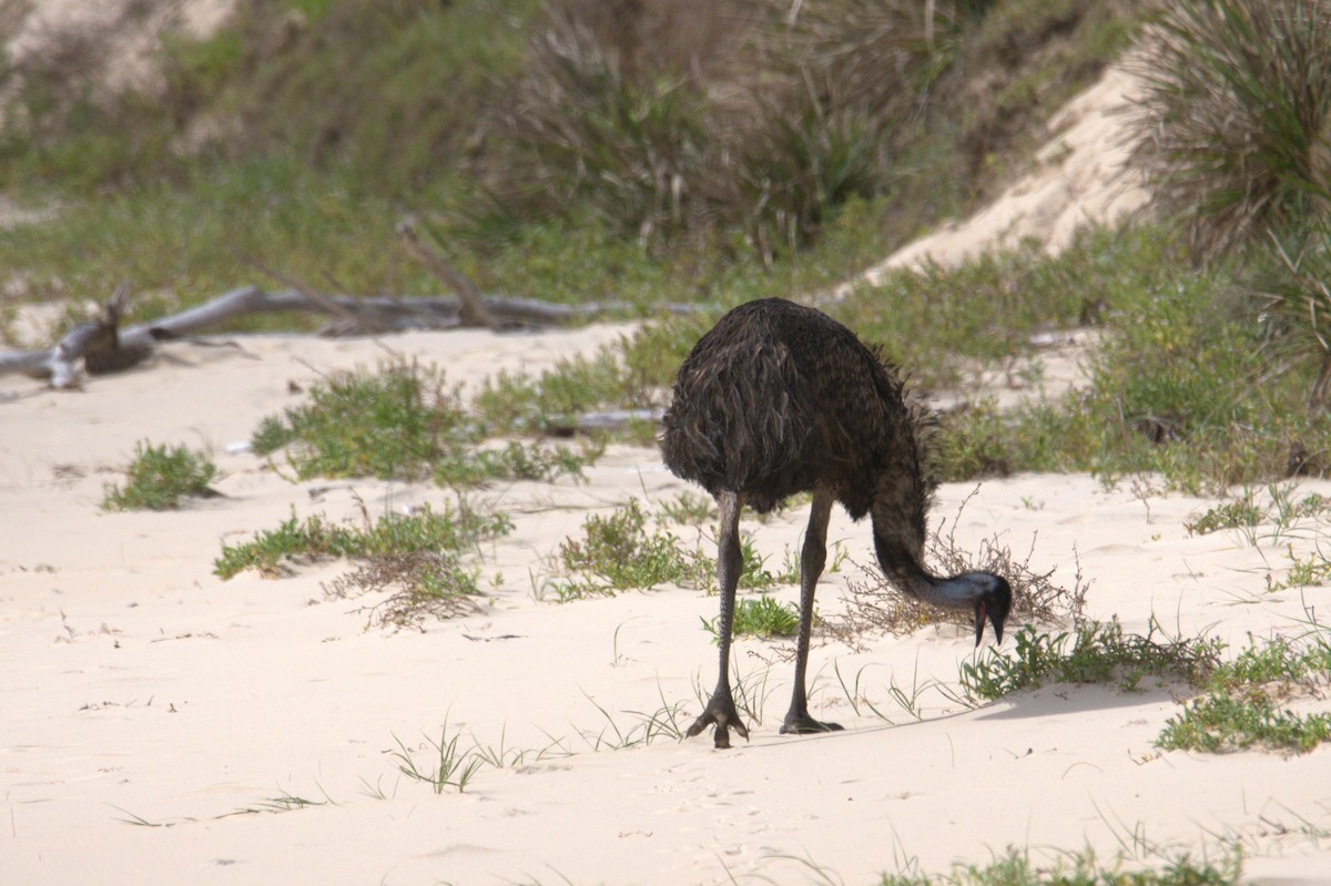 emu hnědý - ML546332801