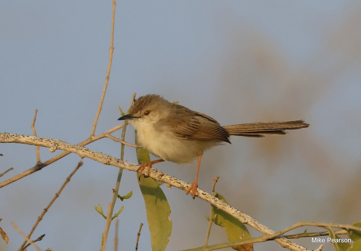 Delicate Prinia - ML546332911