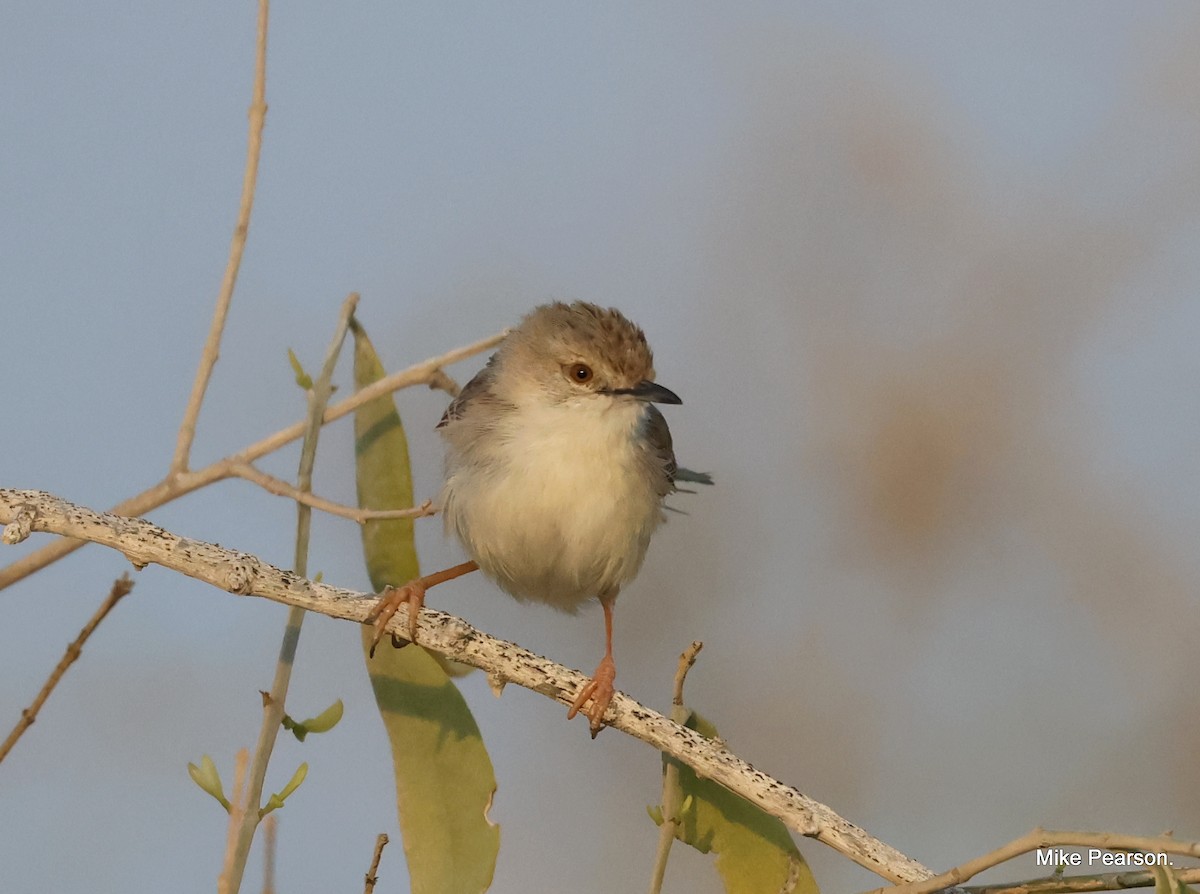 Delicate Prinia - ML546332931