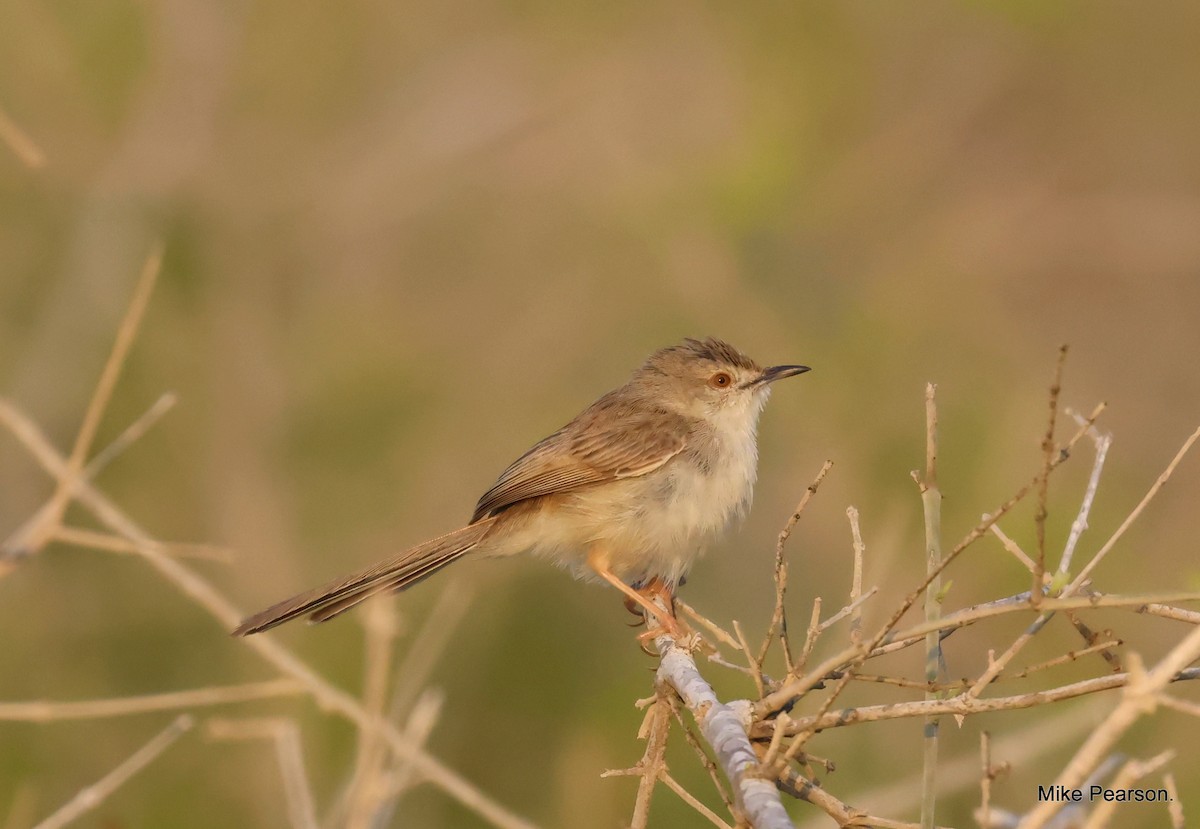 Delicate Prinia - ML546332991