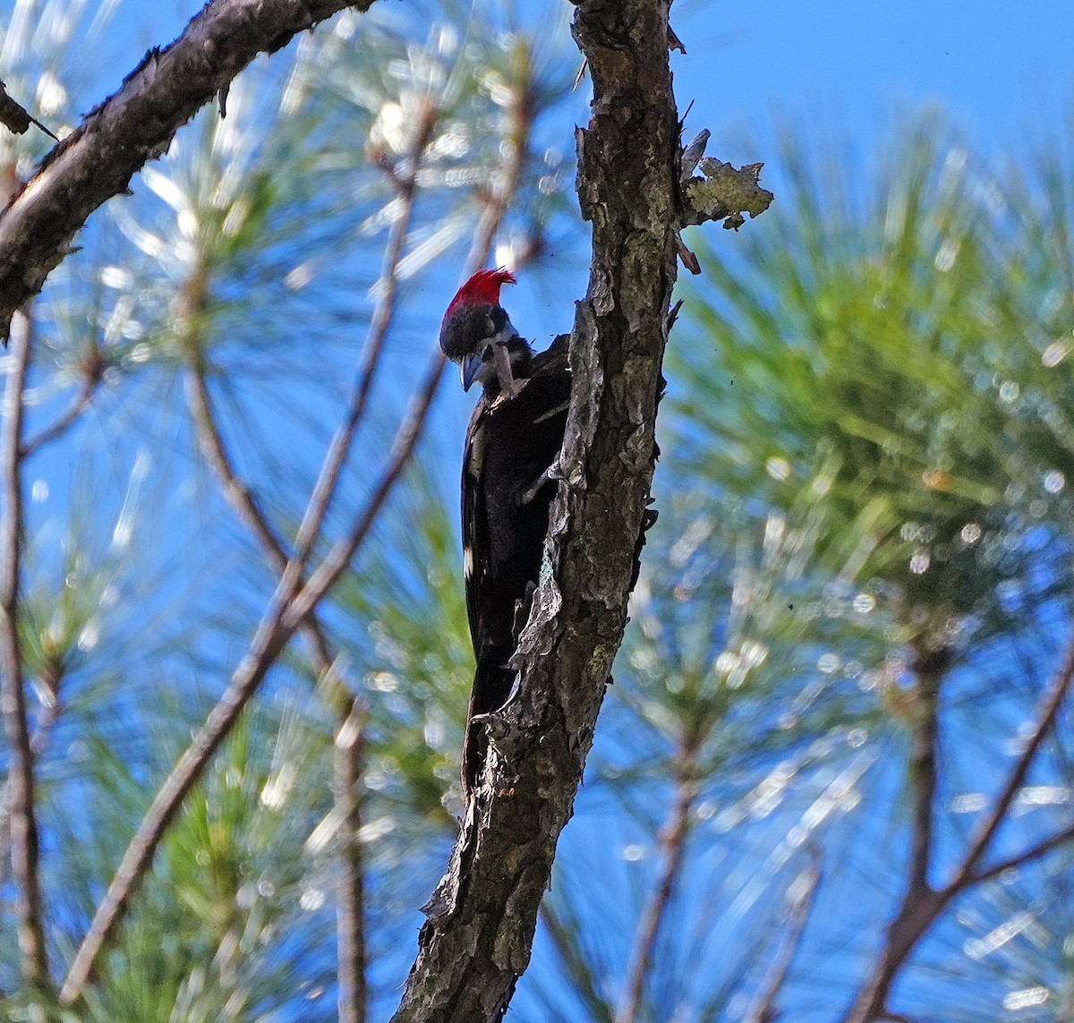 Pileated Woodpecker - ML546333091