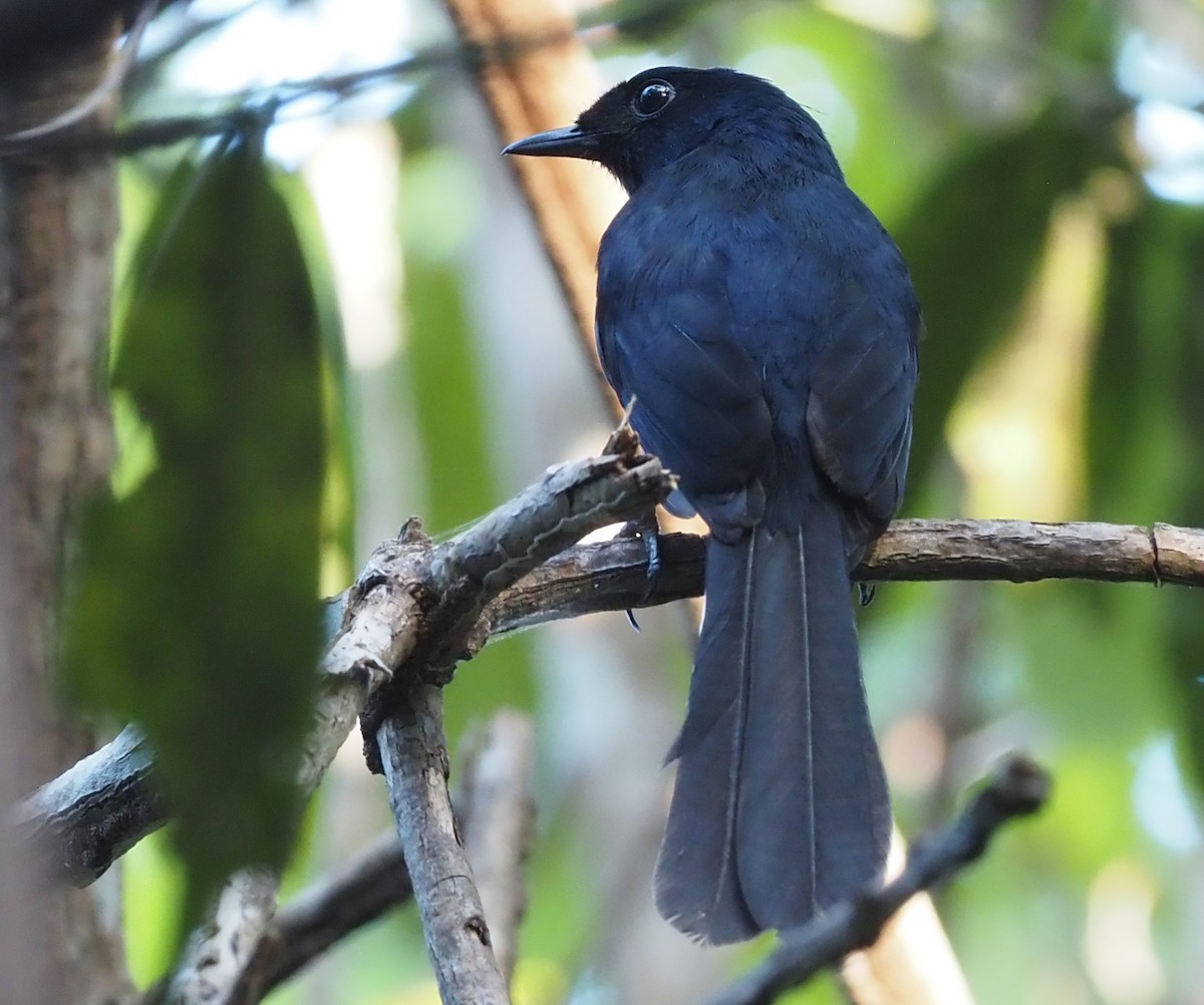 White-vented Shama - Stephan Lorenz