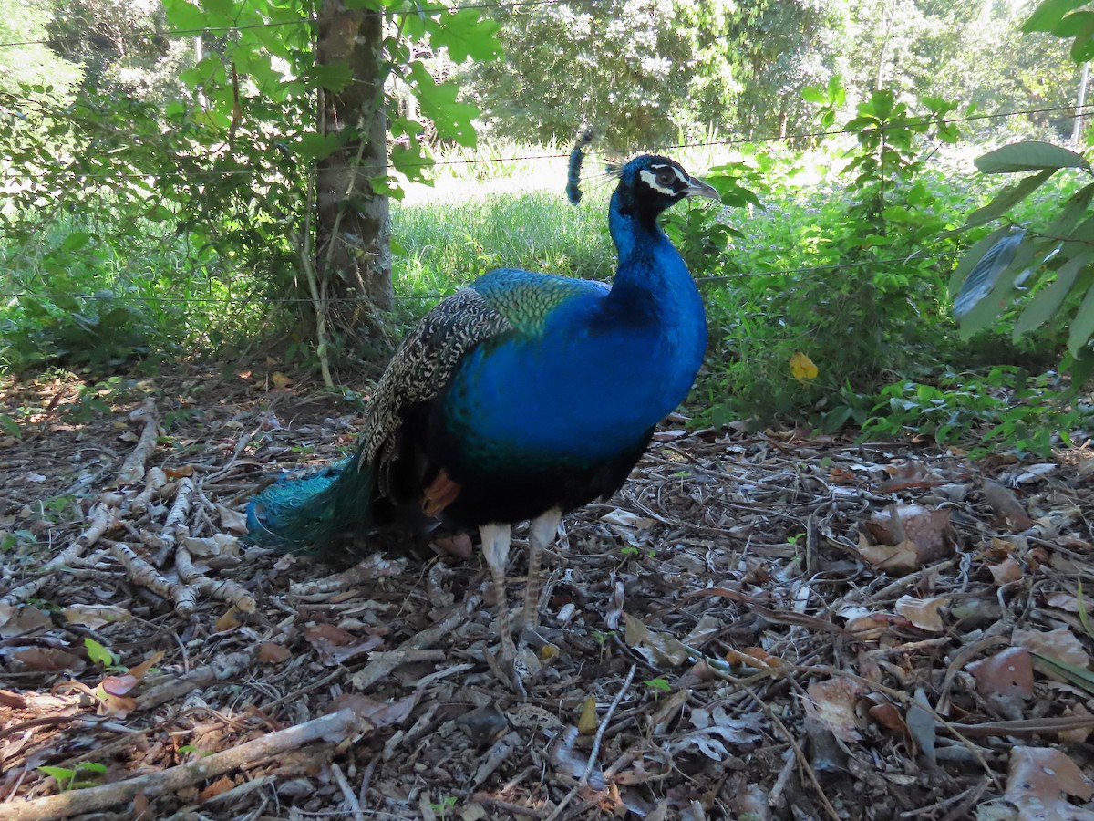 Indian Peafowl - Rolo Rodsey