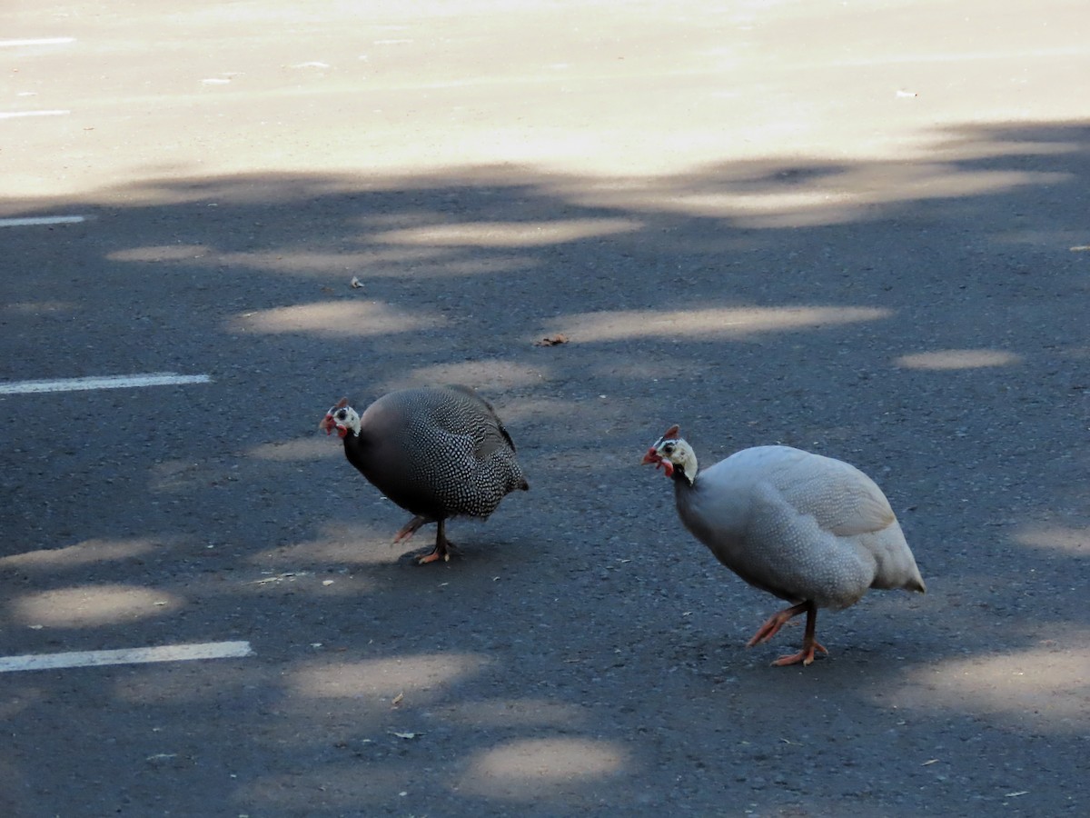 Helmeted Guineafowl (Domestic type) - Rolo Rodsey