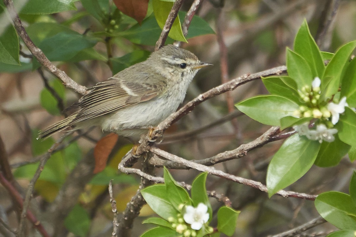 Hume's Warbler - Marcel Gil Velasco
