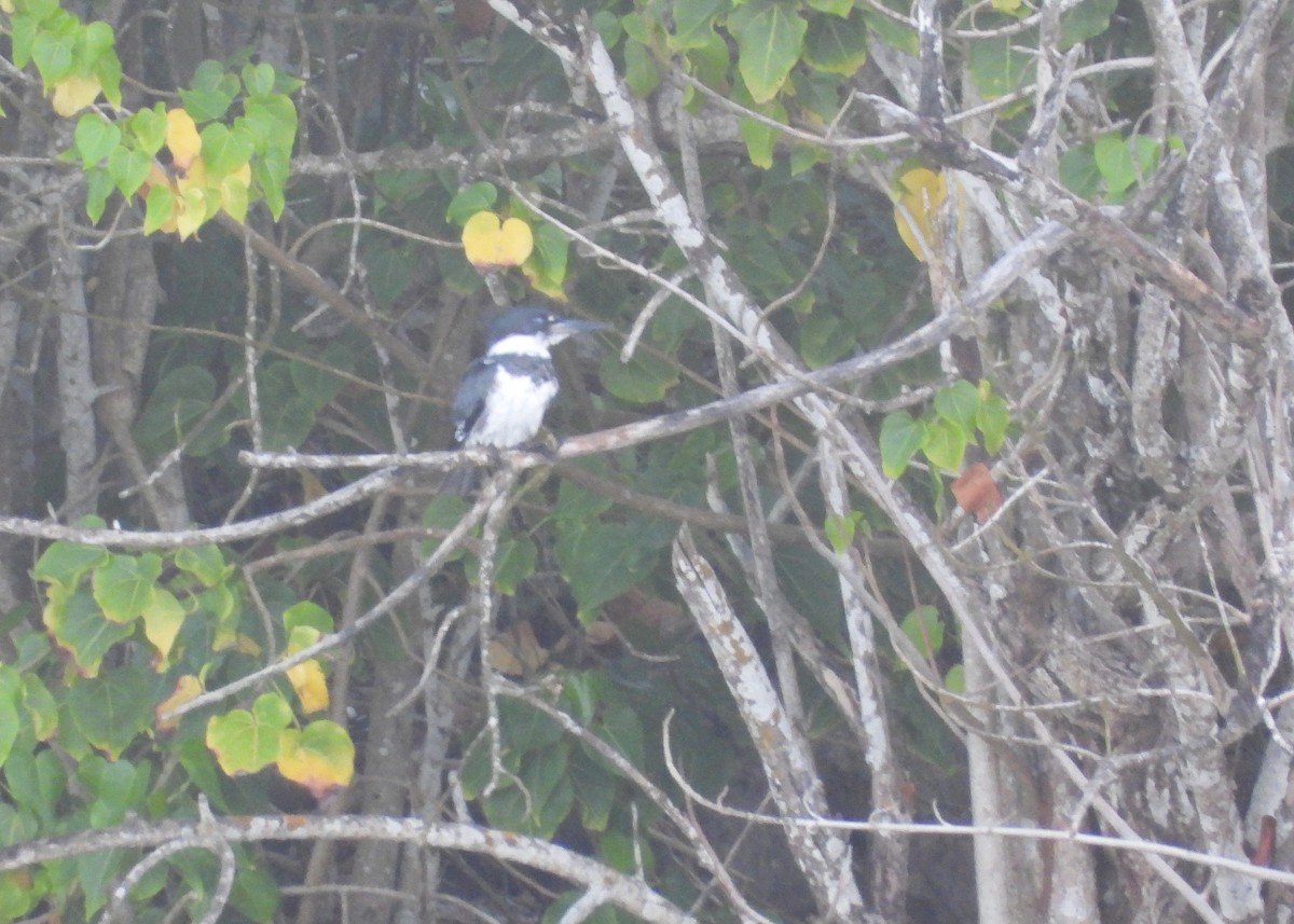 Belted Kingfisher - ML546335071