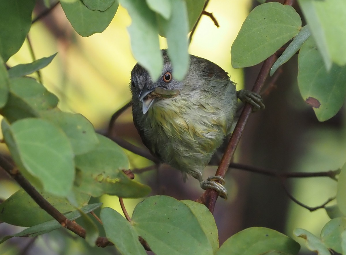 Pin-striped Tit-Babbler (Palawan) - ML546335541