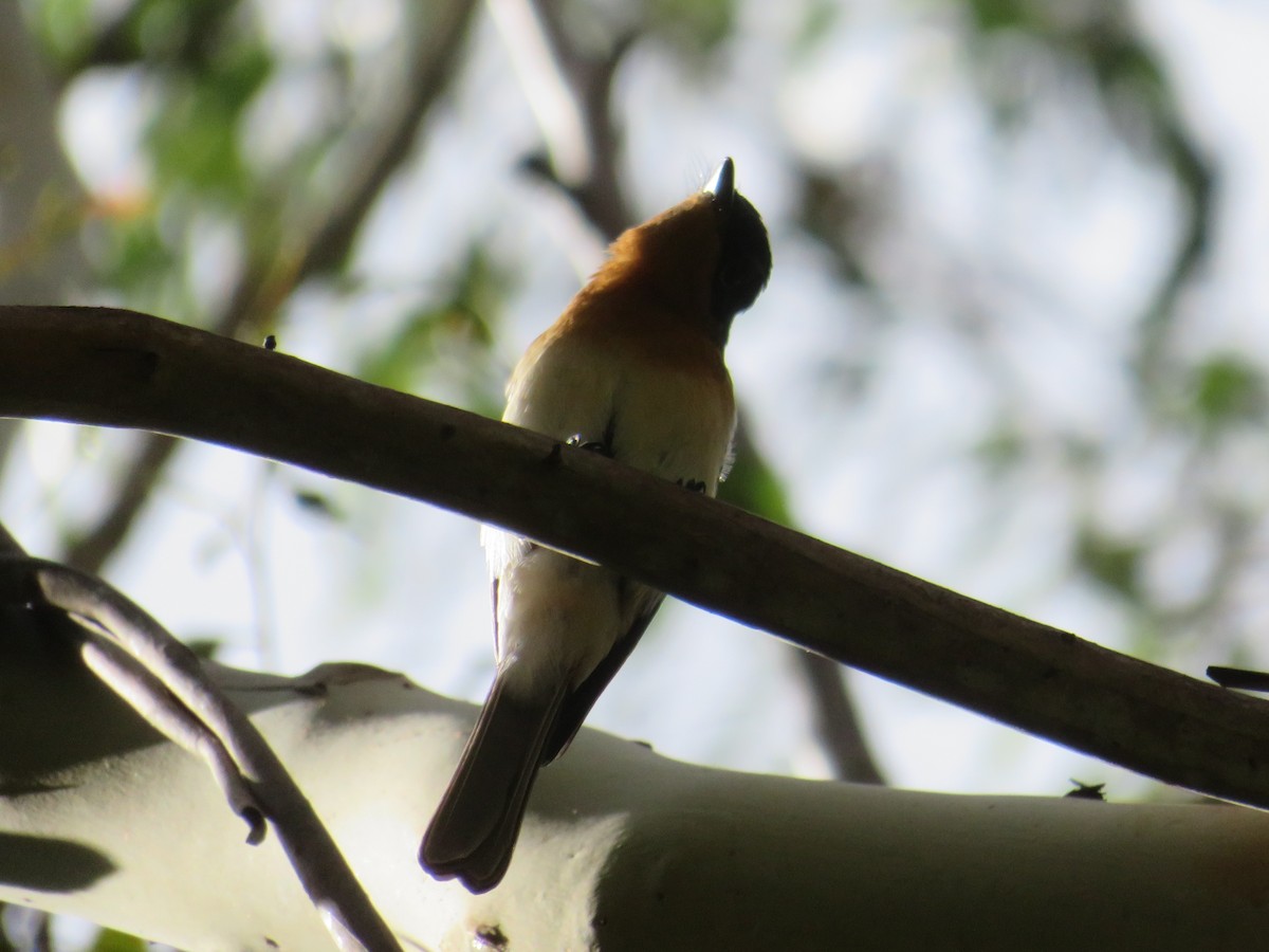 Satin Flycatcher - ML546336261