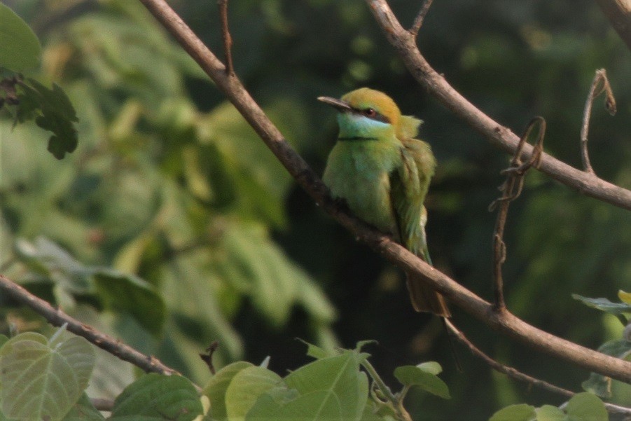 Asian Green Bee-eater - Elena Kreuzberg