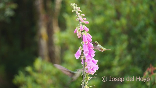 Volcano Hummingbird - ML546336701