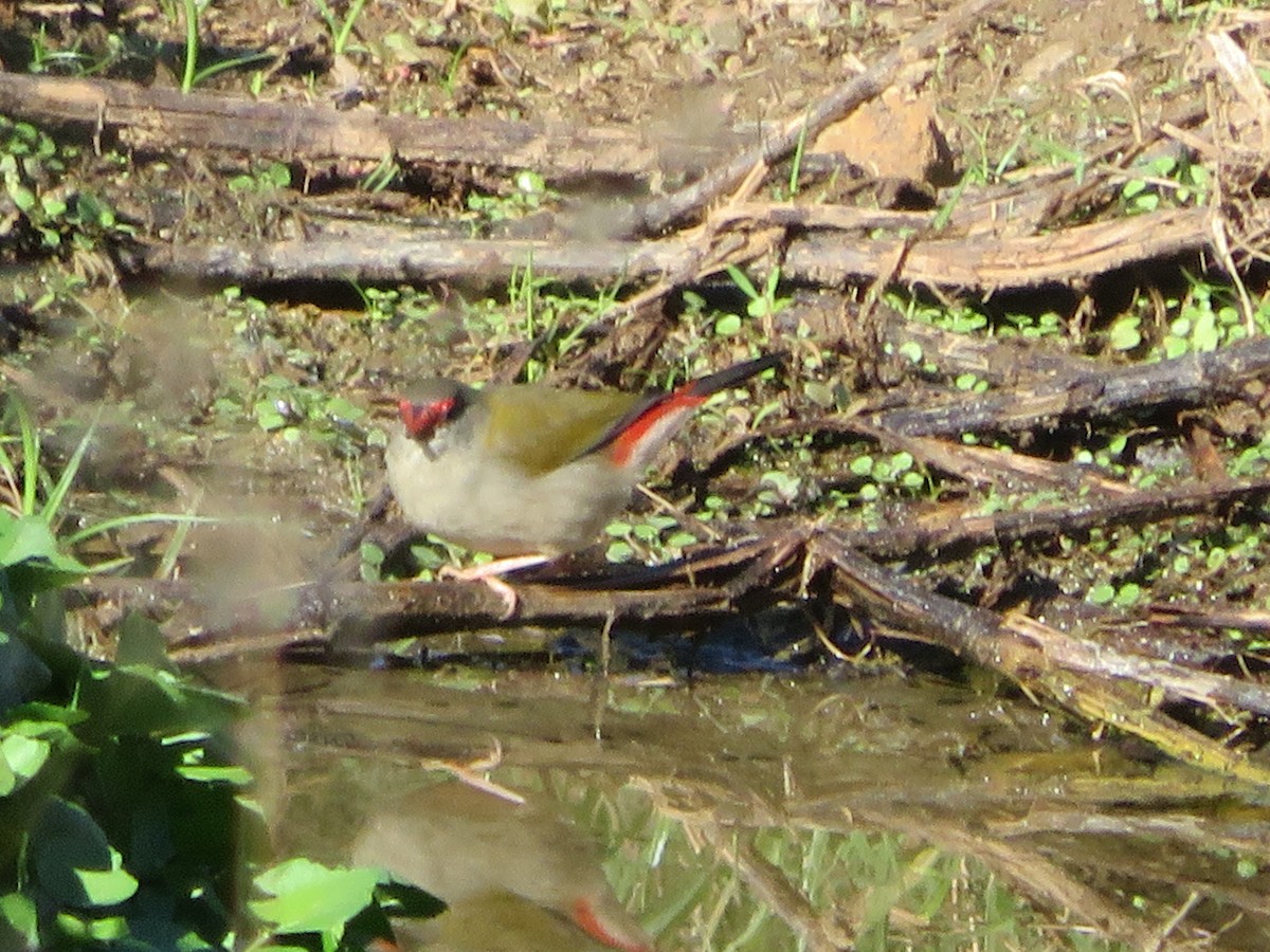 Red-browed Firetail - ML546336721