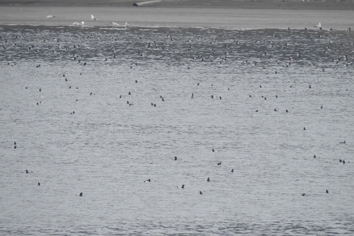 Tufted Duck - ML546337181