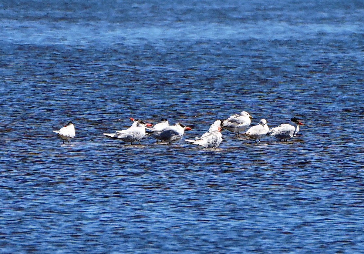 Royal Tern - ML546337221