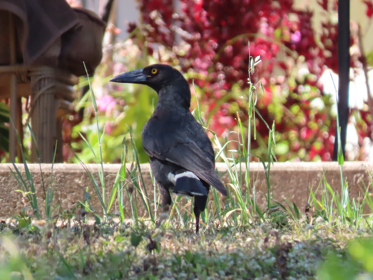 Pied Currawong - ML546337271