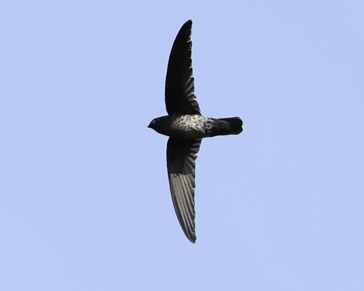 Plume-toed Swiftlet - The falcon cannot hear the falconer