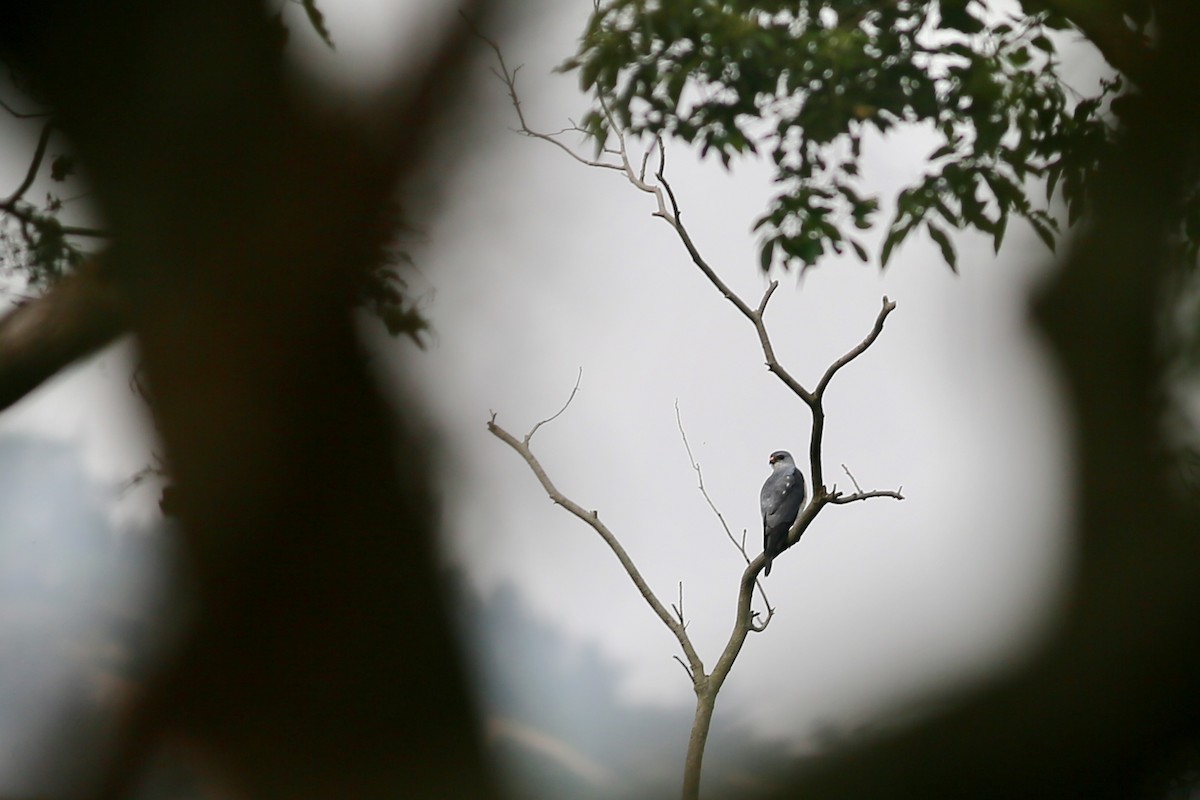 Chinese Sparrowhawk - ML54633861