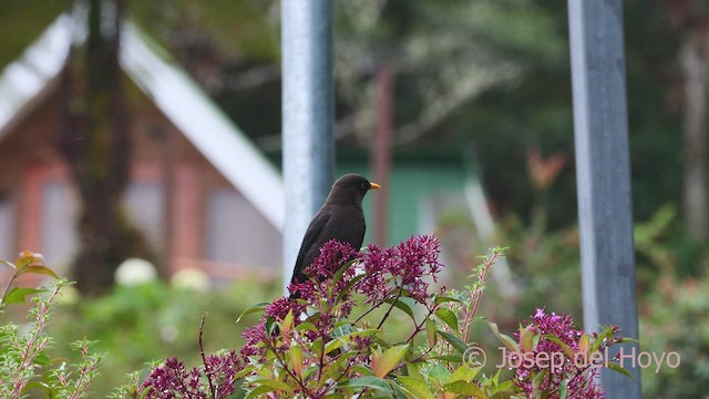 Sooty Thrush - ML546339011