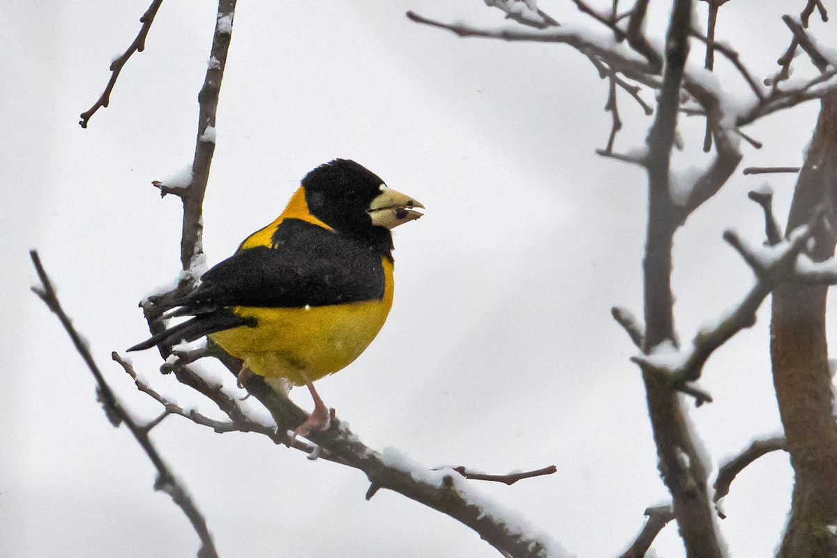 Black-and-yellow Grosbeak - ML546339441