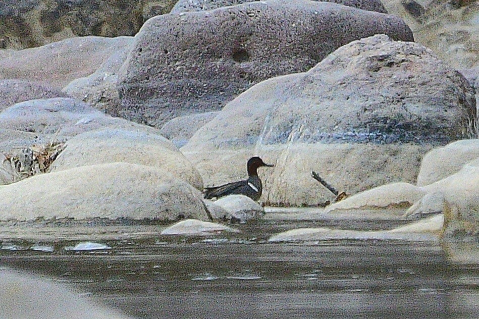 Green-winged Teal - ML546339511