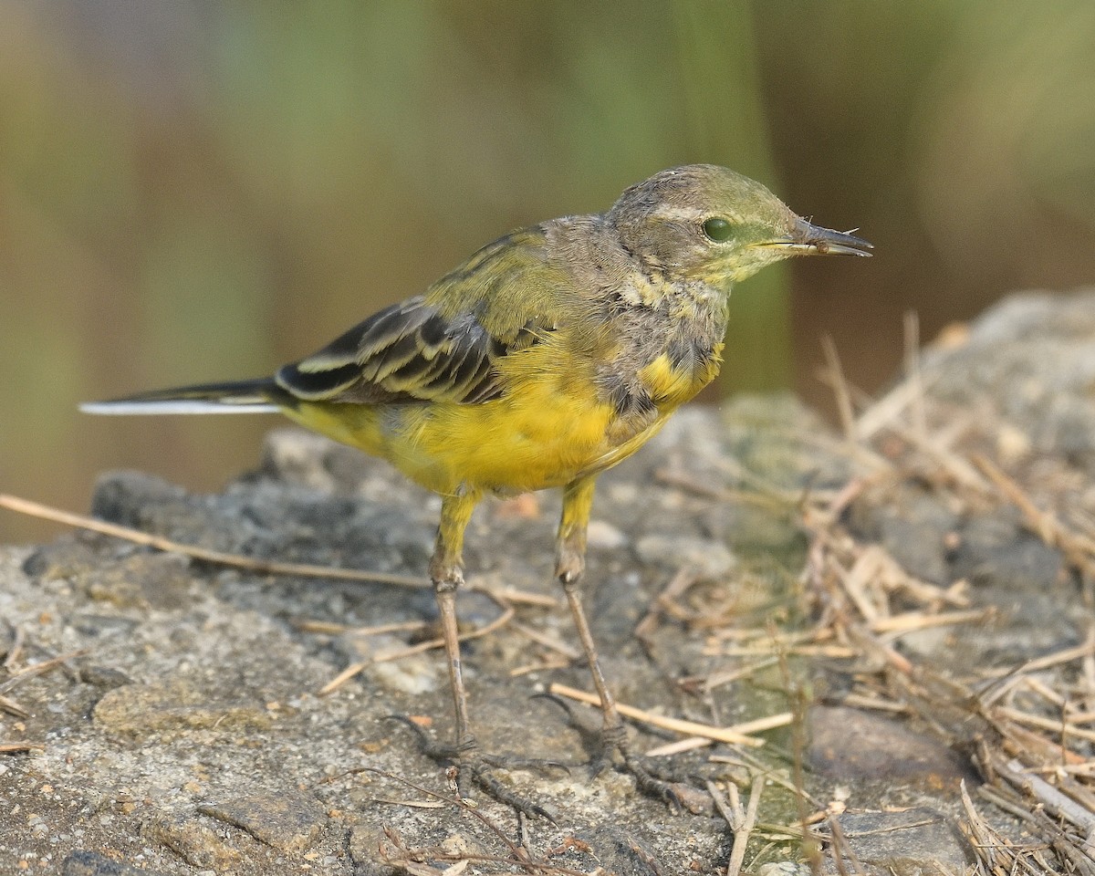 Western Yellow Wagtail - Mohan C P