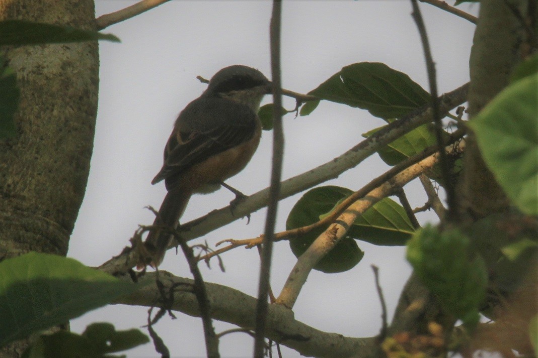 Long-tailed Shrike - ML54634071