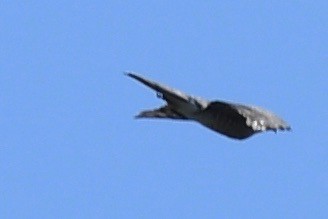 Sharp-shinned Hawk - barbara segal