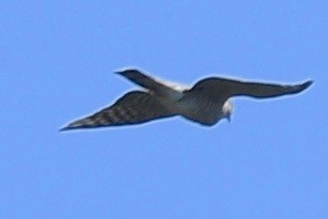 Sharp-shinned Hawk - barbara segal