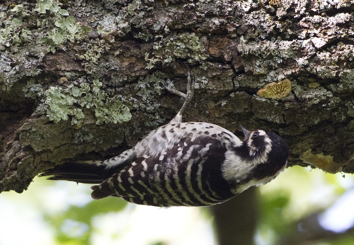 Nuttall's Woodpecker - ML54634181