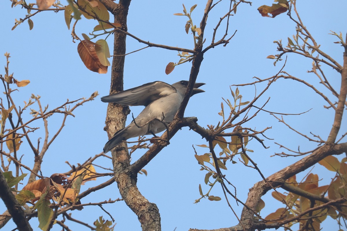 Large Cuckooshrike (Large) - ML546341831